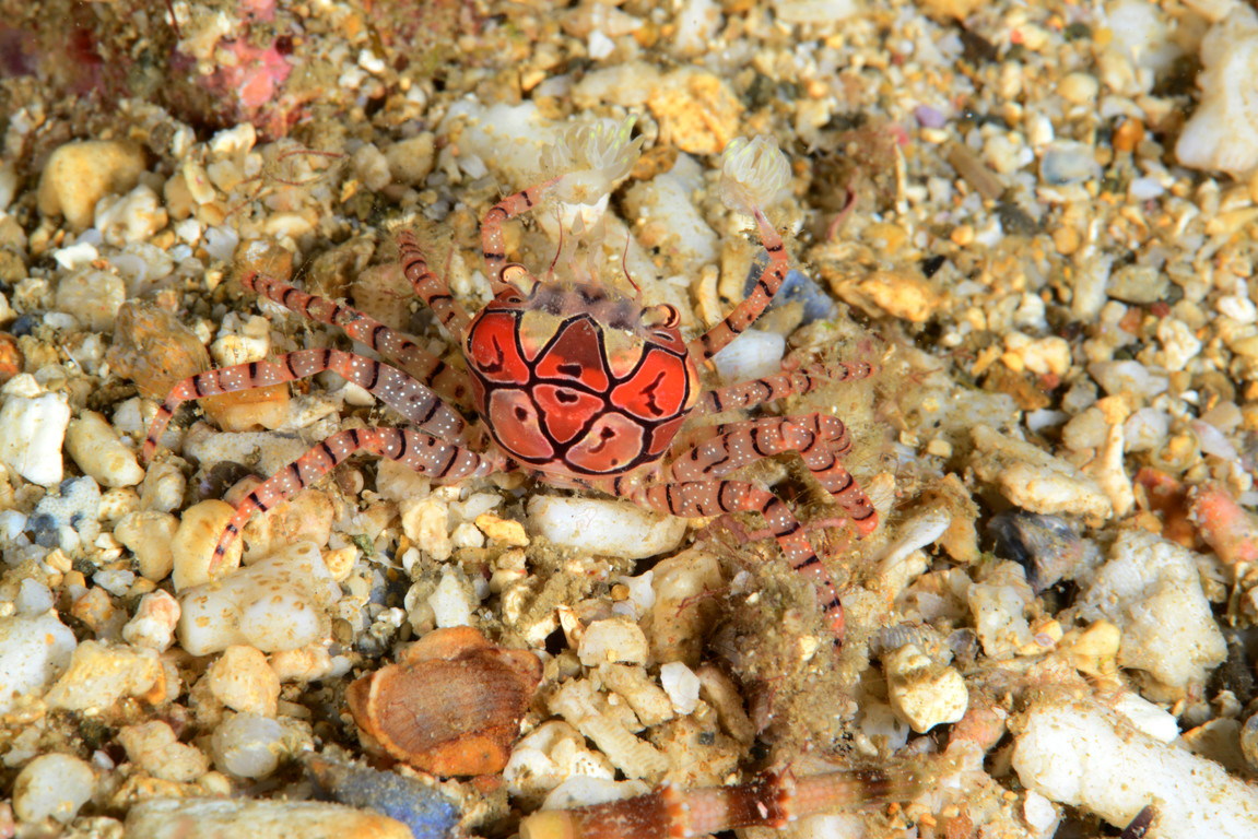 花紋細螯蟹