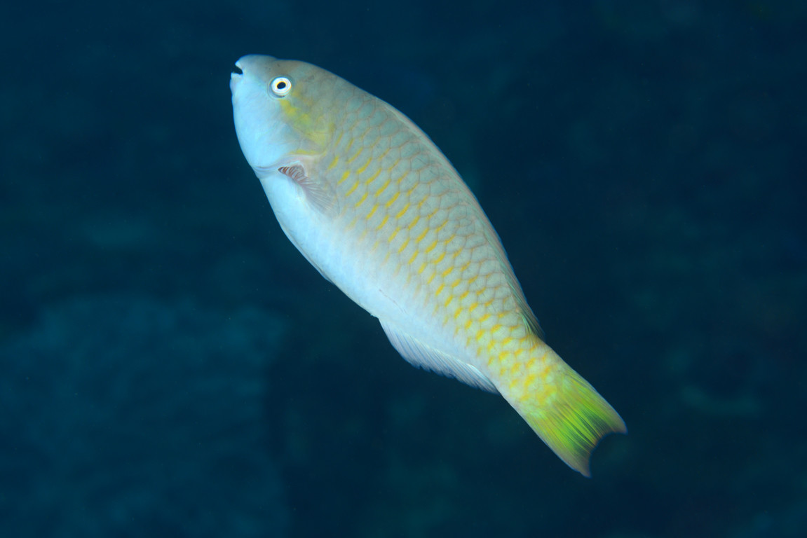 藍臀鸚哥魚