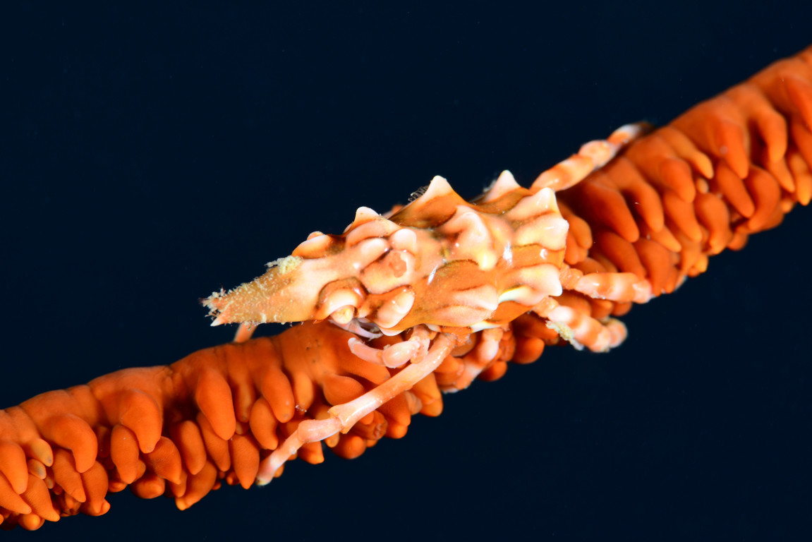 瘤狀扁異蟹