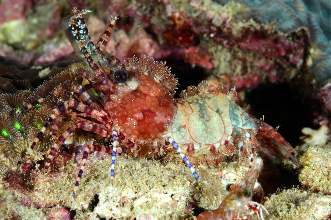 花斑掃帚蝦