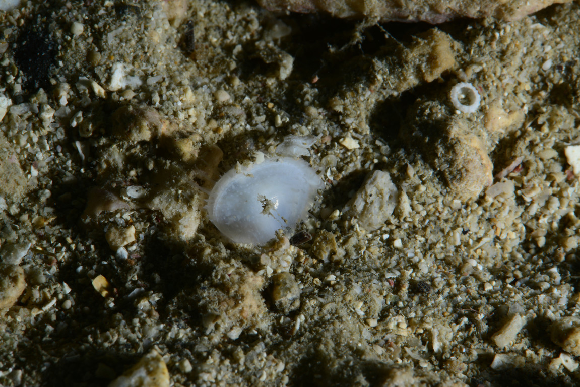 薄殼蛤
