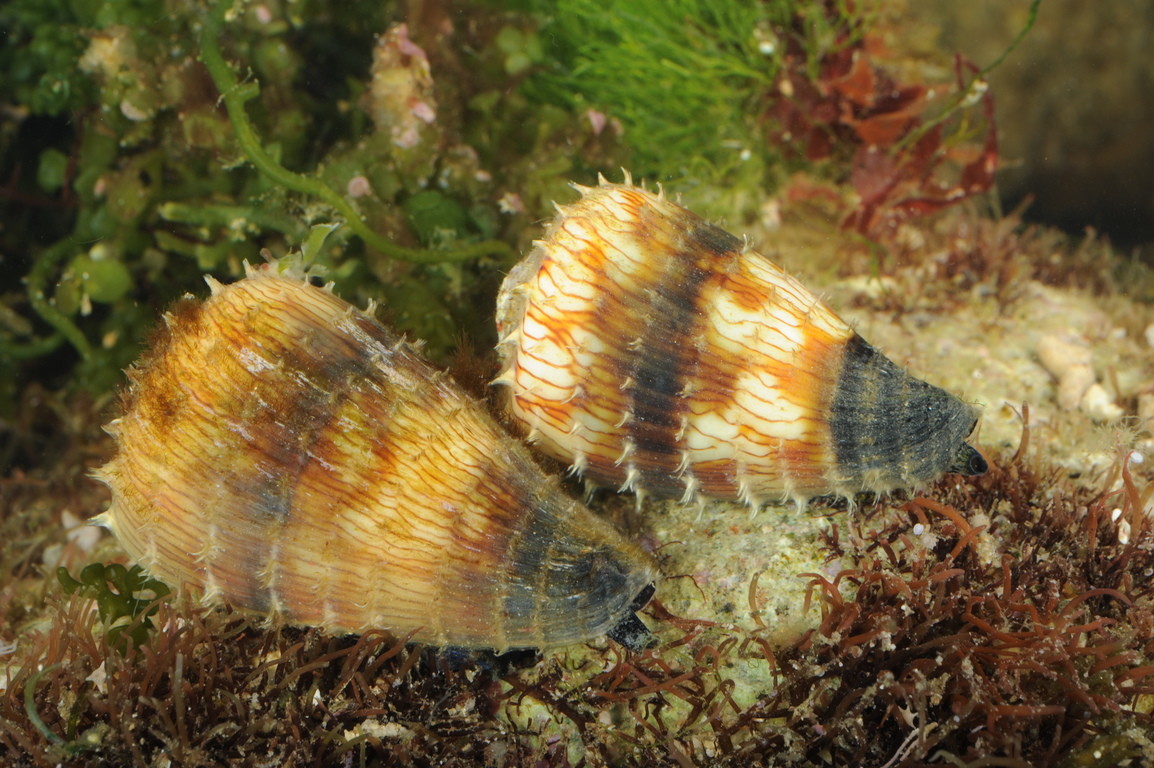 柳絲芋螺 Conus miles