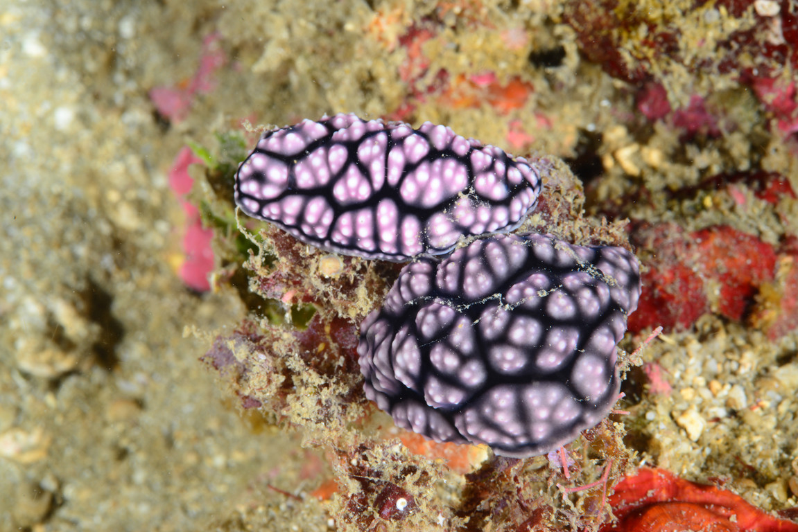 葉海蛞蝓