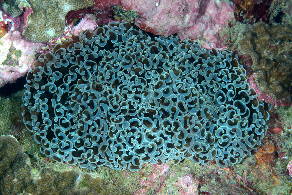 真葉珊瑚