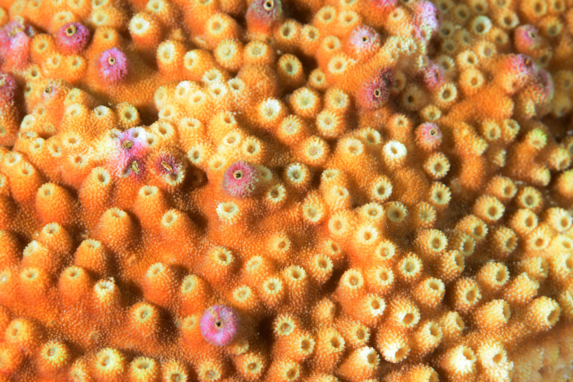 星孔珊瑚
