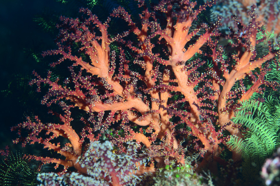 刺柳珊瑚