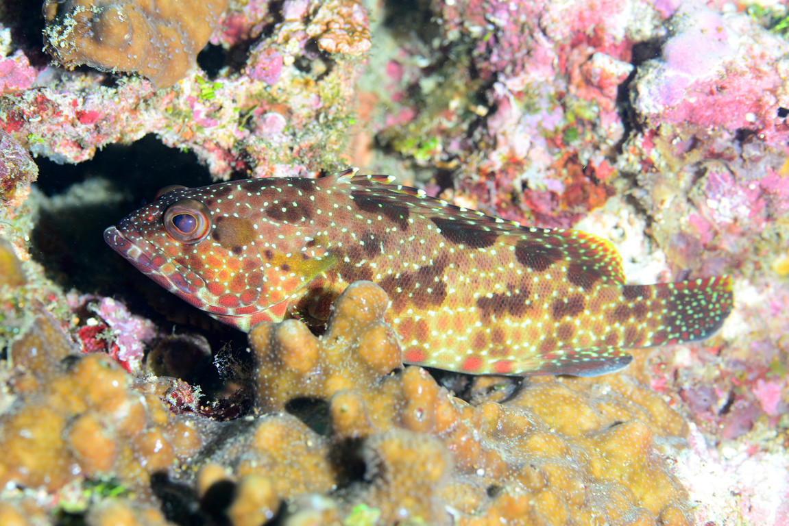 六角石斑魚