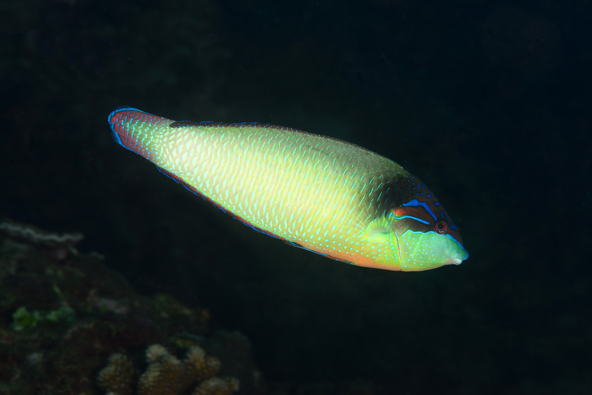 新幾內亞阿南魚