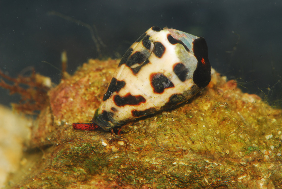 斑芋螺Conus ebraeus