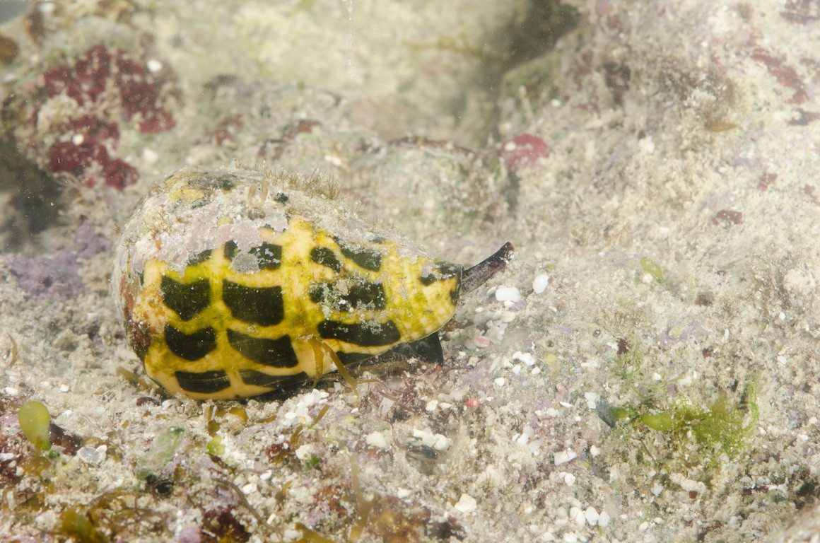 斑芋螺