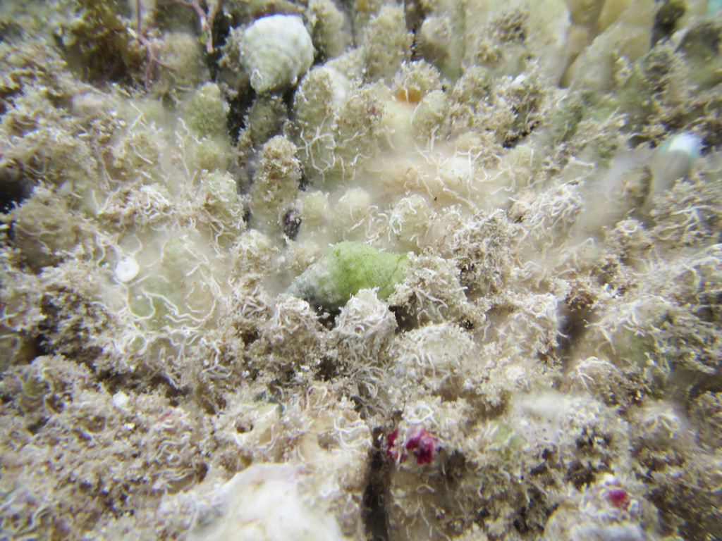 珊瑚螺