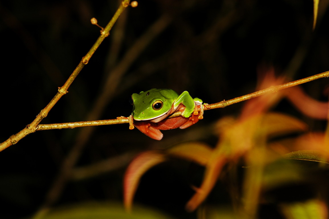 橙腹樹蛙