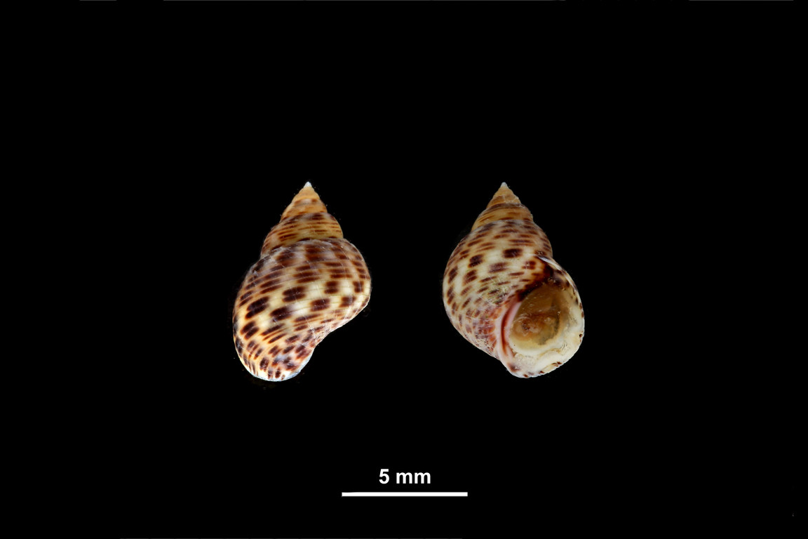中華玉黍螺