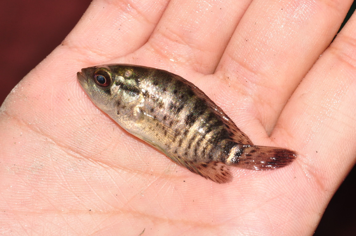 花蓮-共和村湧泉-肉食性的外來種-馬拉麗體魚的小個體DSC_0872