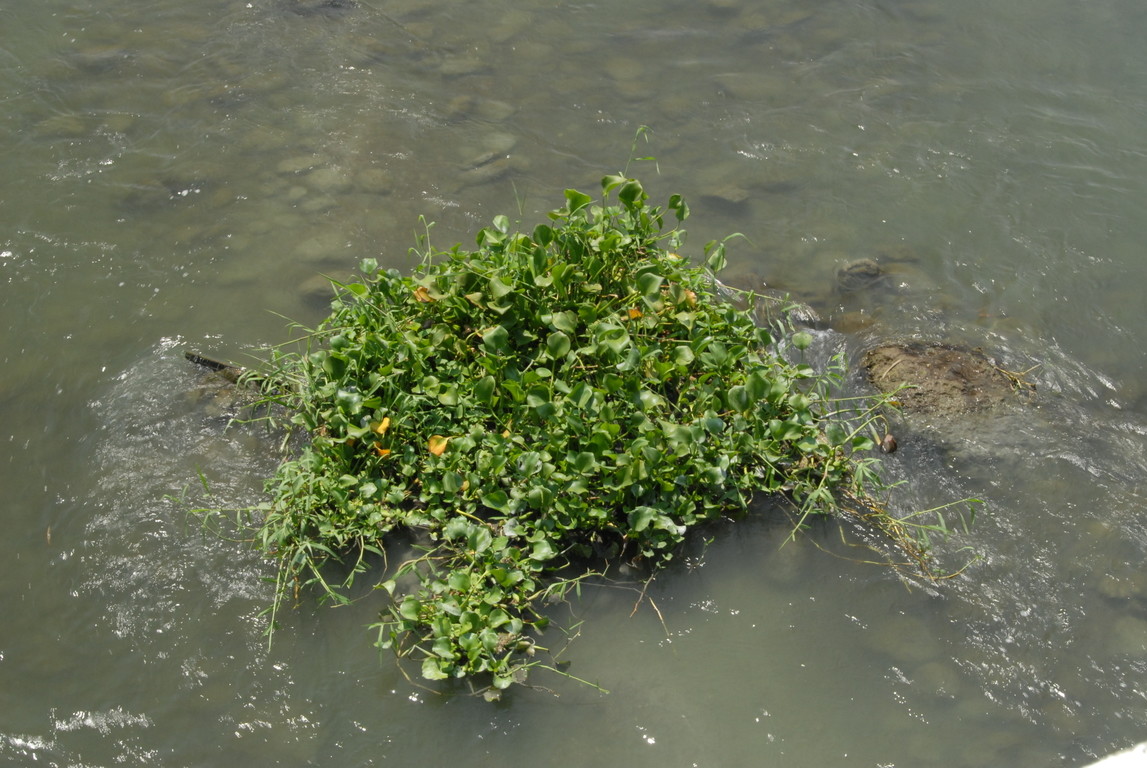 花蓮-共和村湧泉-會阻礙水道的外來種浮水植物-布袋蓮DSC_0098