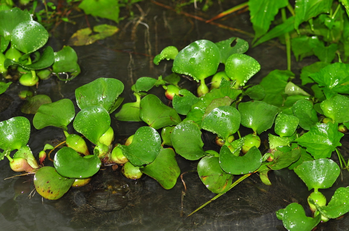 花蓮-共和村湧泉-會阻礙水道的外來種浮水植物-布袋蓮DSC_0488