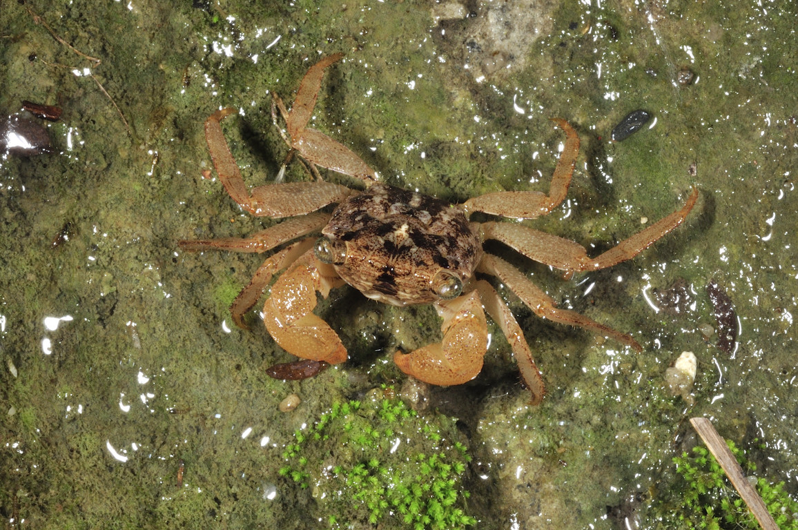 相似擬相手蟹Parasesarma cognatum
