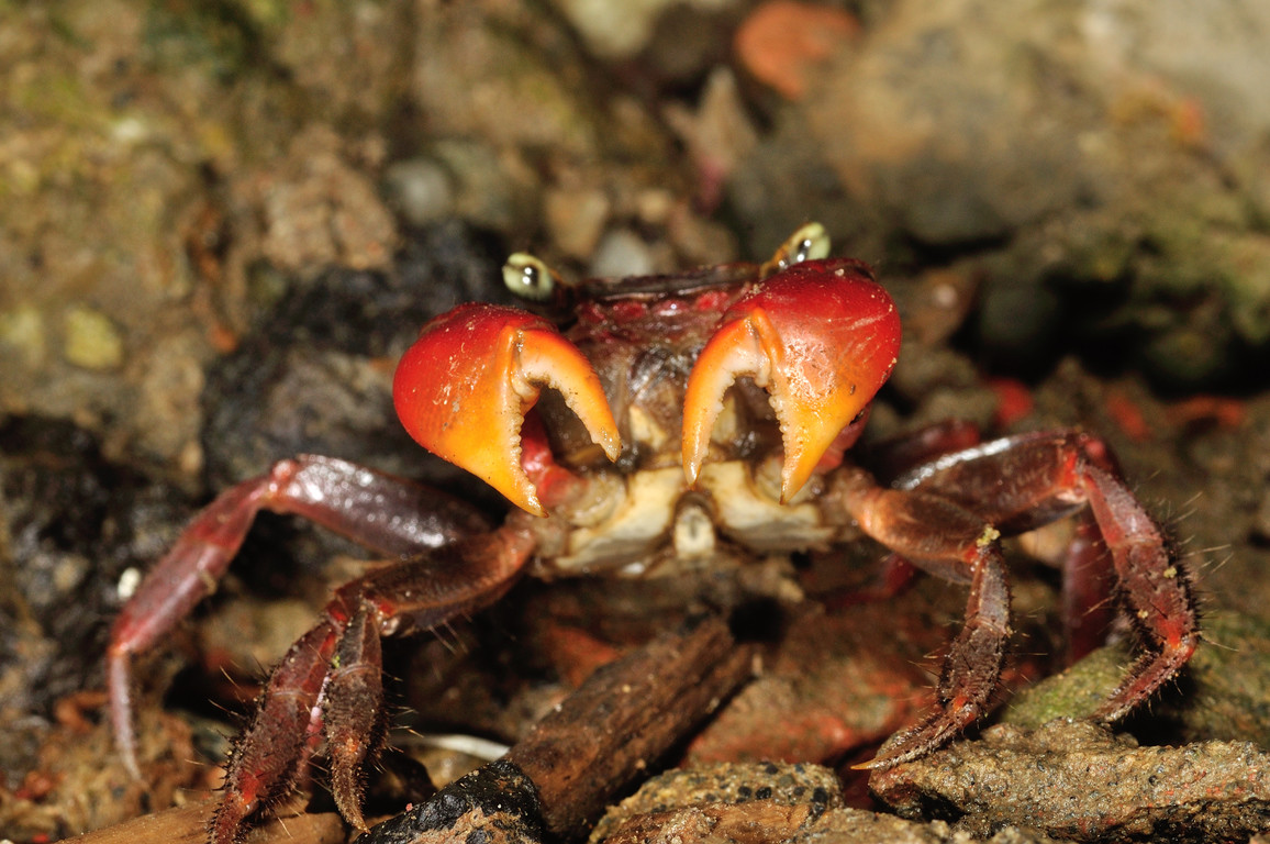 紅螯螳臂蟹Chiromantes haematocheir