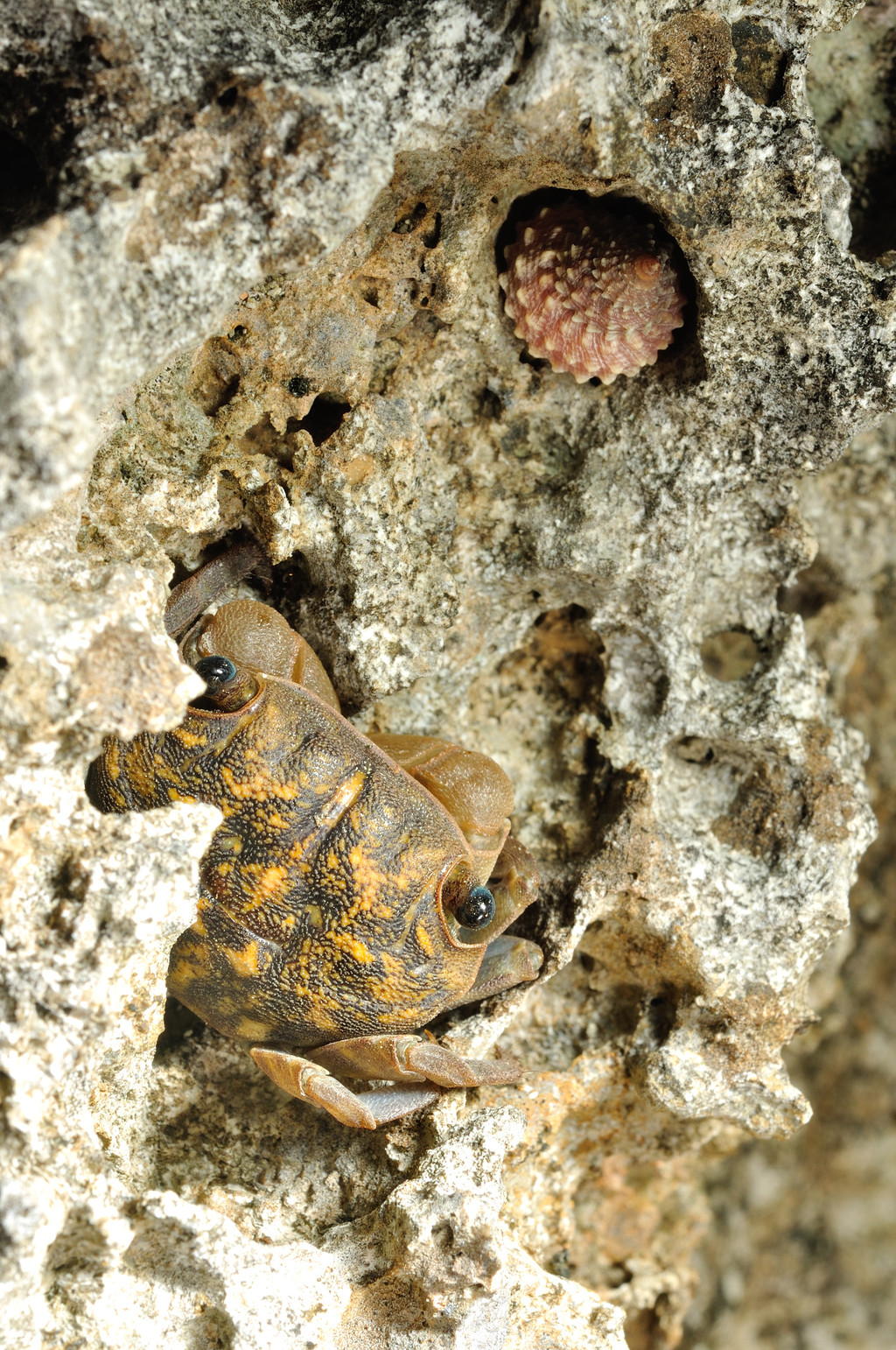寬足螳臂蟹Chiromantes eurymerus
