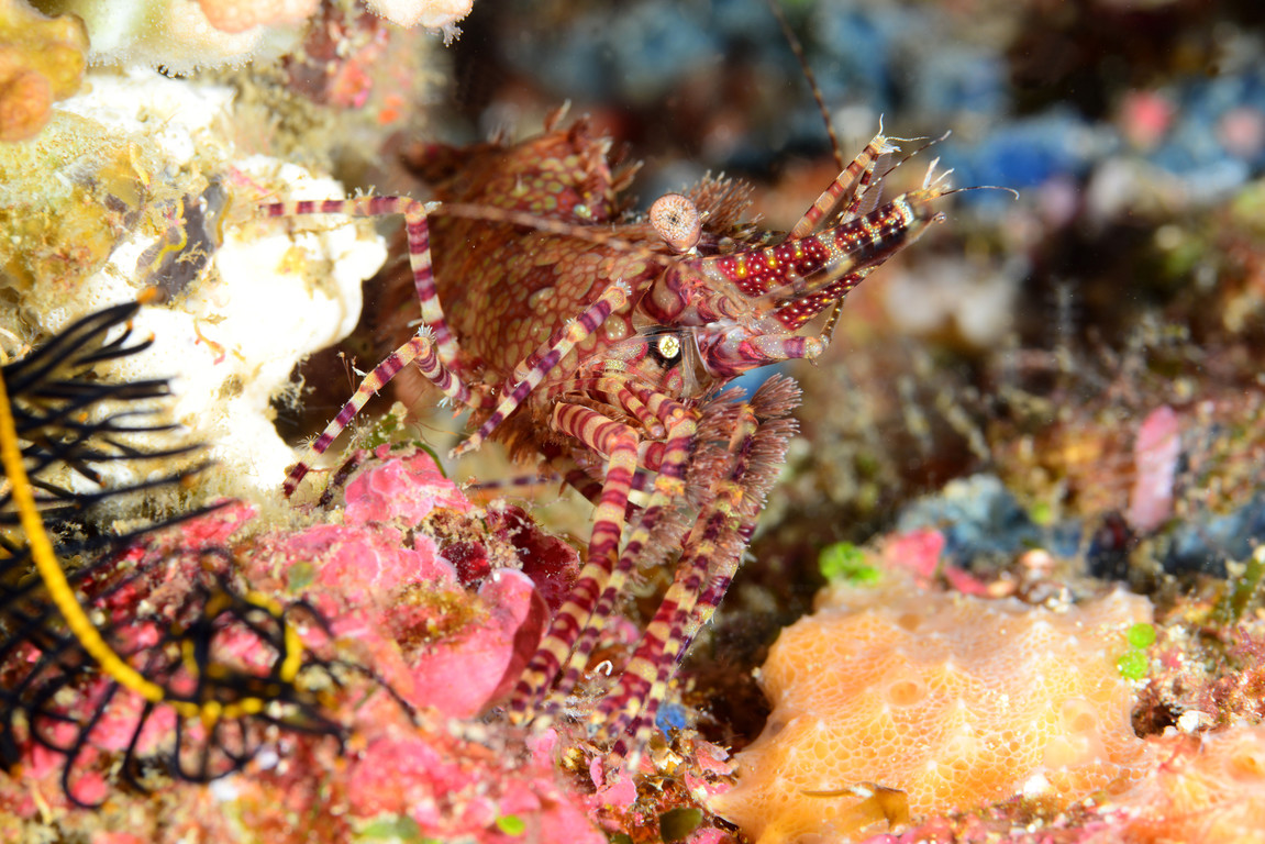 花斑掃帚蝦
