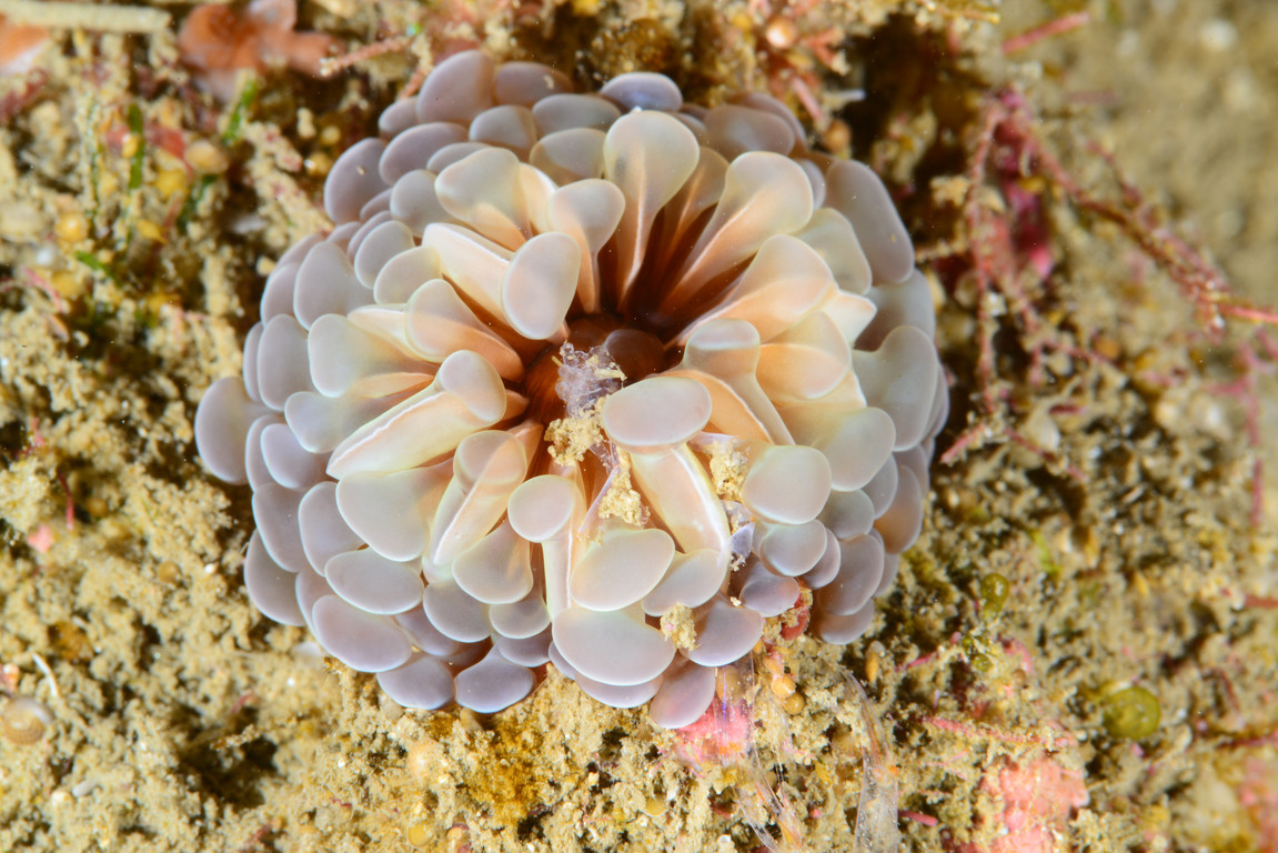 單體珊瑚