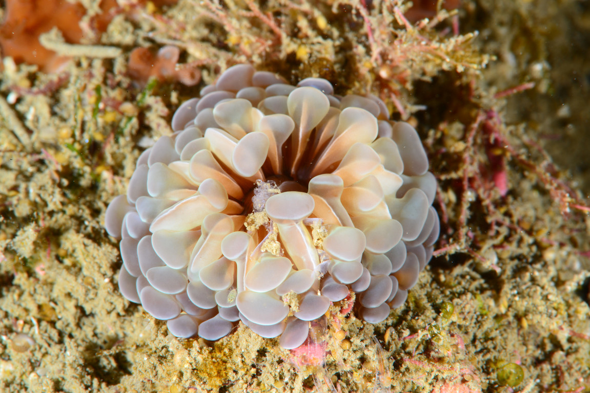 單體珊瑚