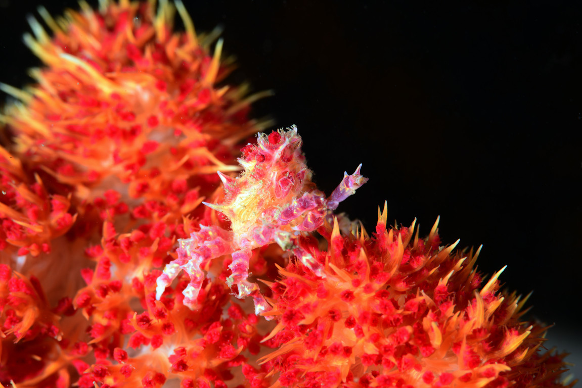 奧氏櫻蛛蟹