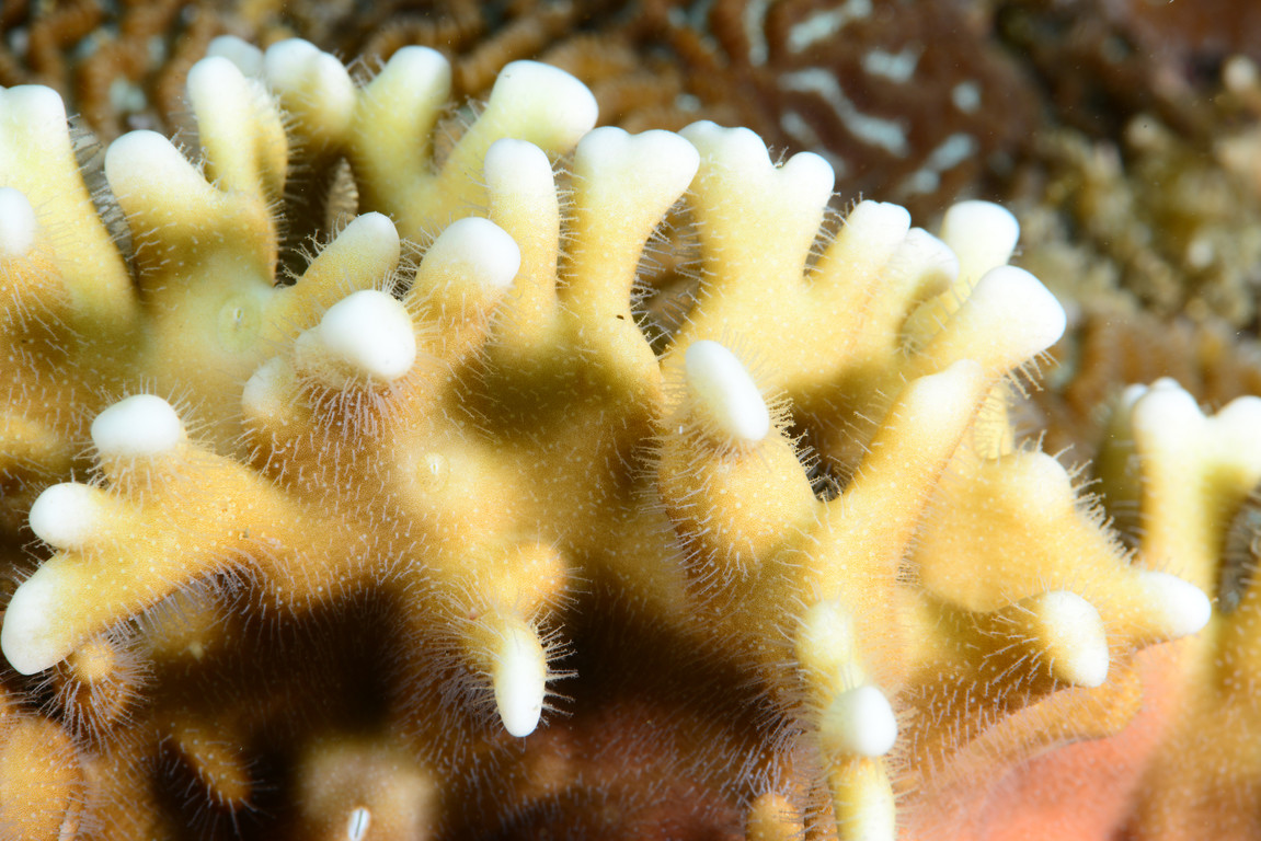 千孔珊瑚