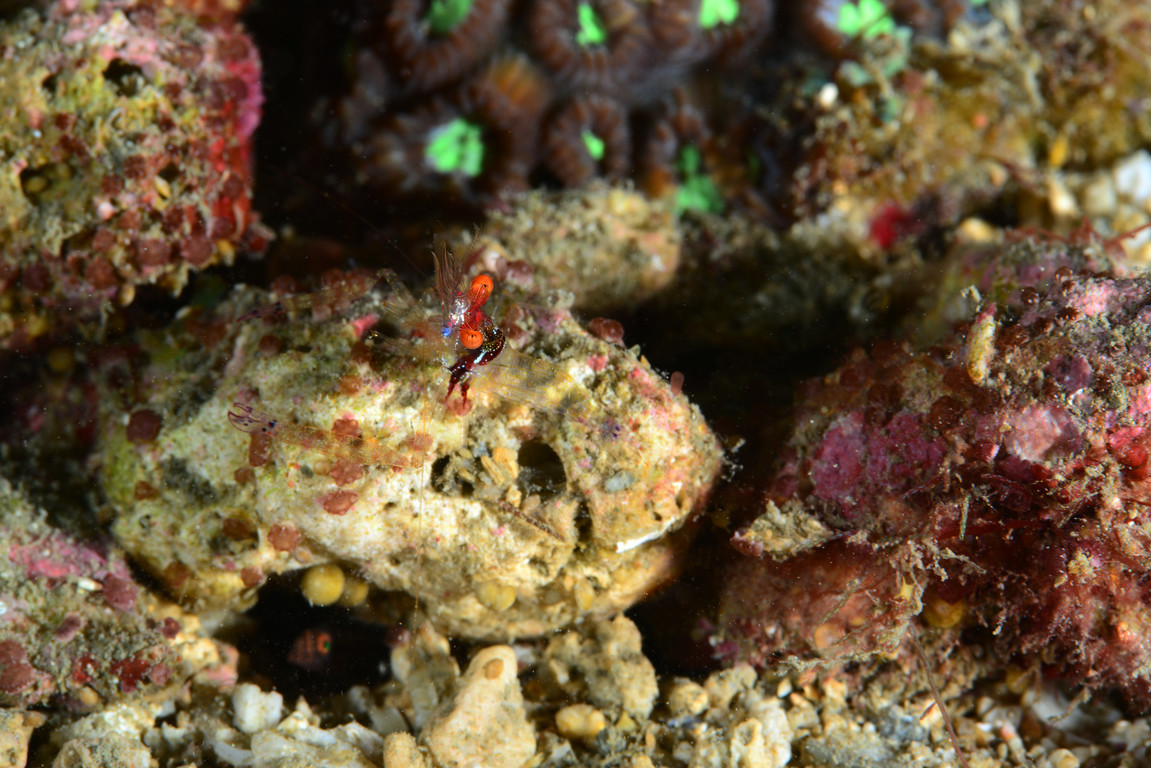 岩蝦