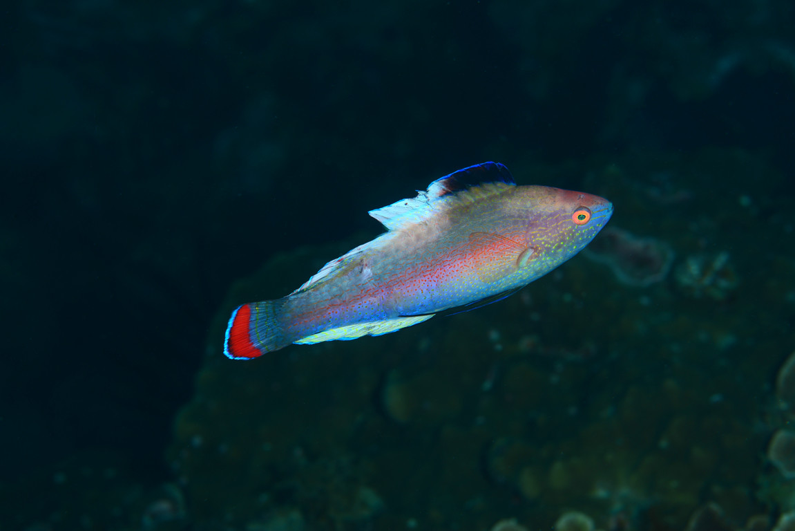 紅緣絲鰭鸚鯛