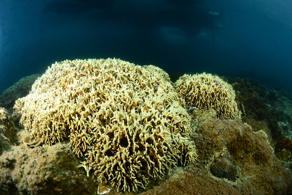 千孔珊瑚