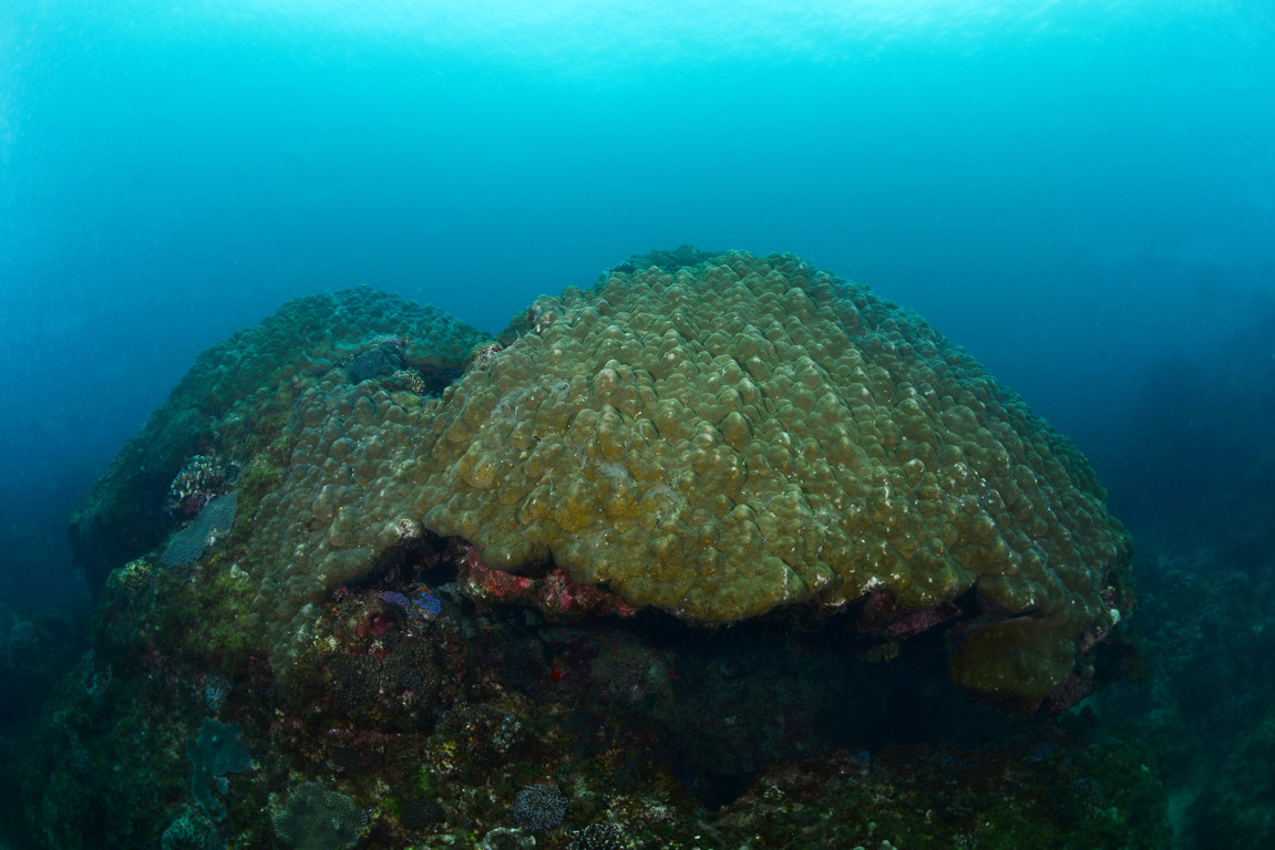 微孔珊瑚