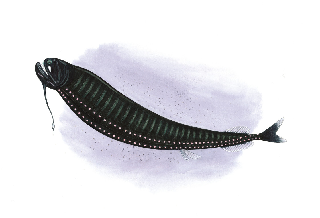 白鰭袋巨口魚