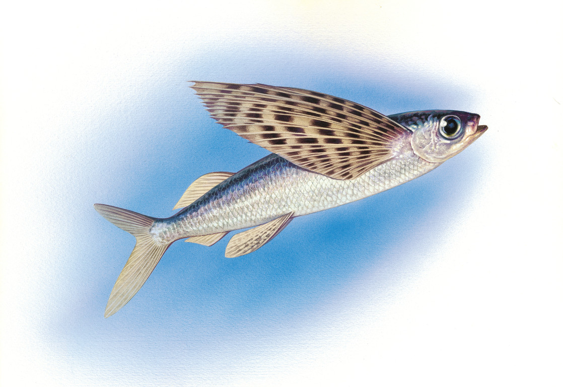 斑鰭飛魚