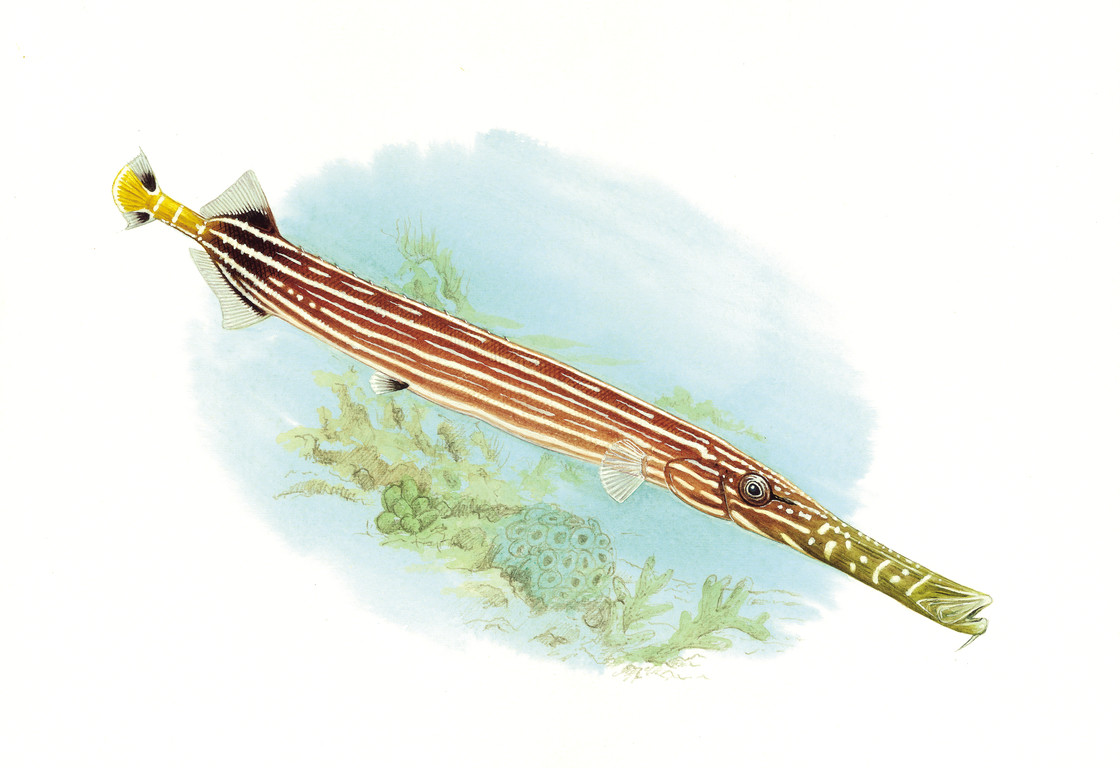 中華管口魚
