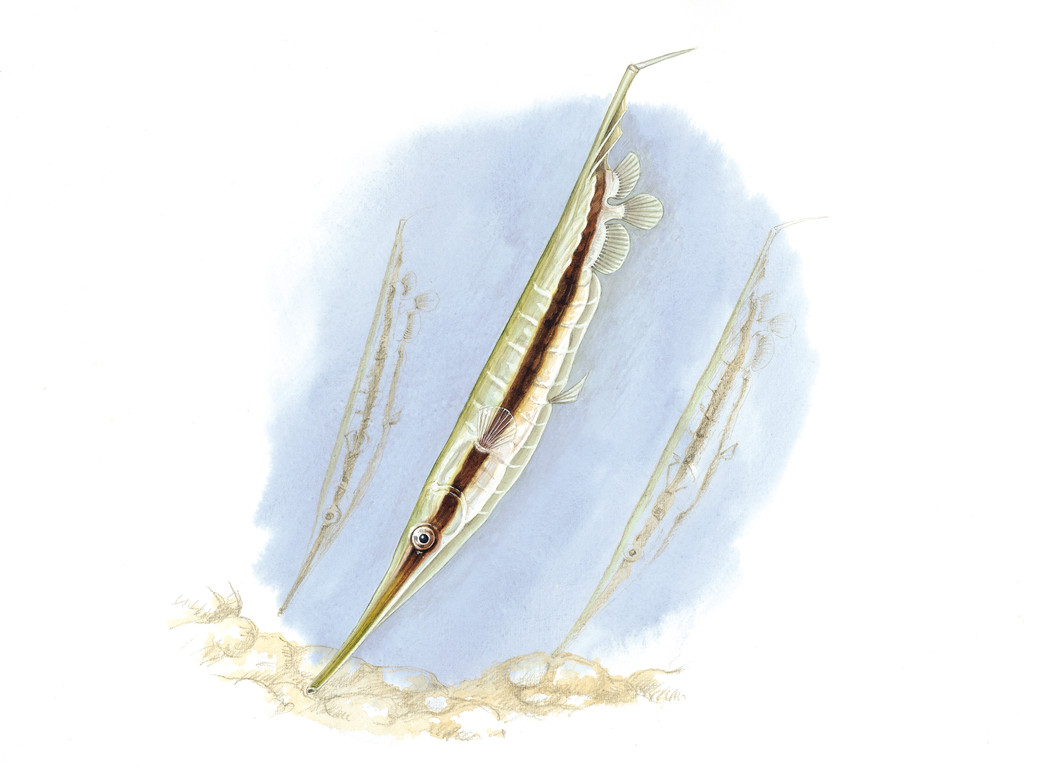 條紋鰕魚