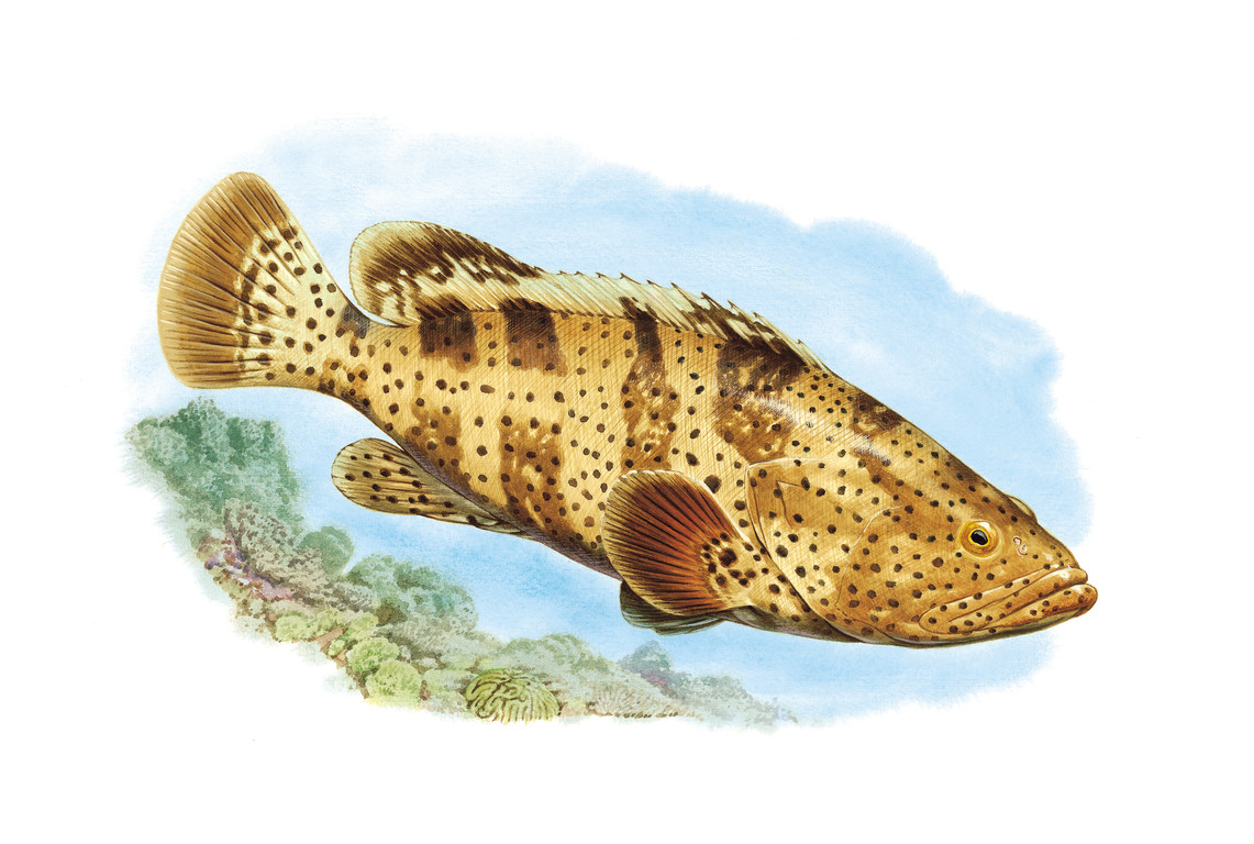 瑪拉巴石斑魚