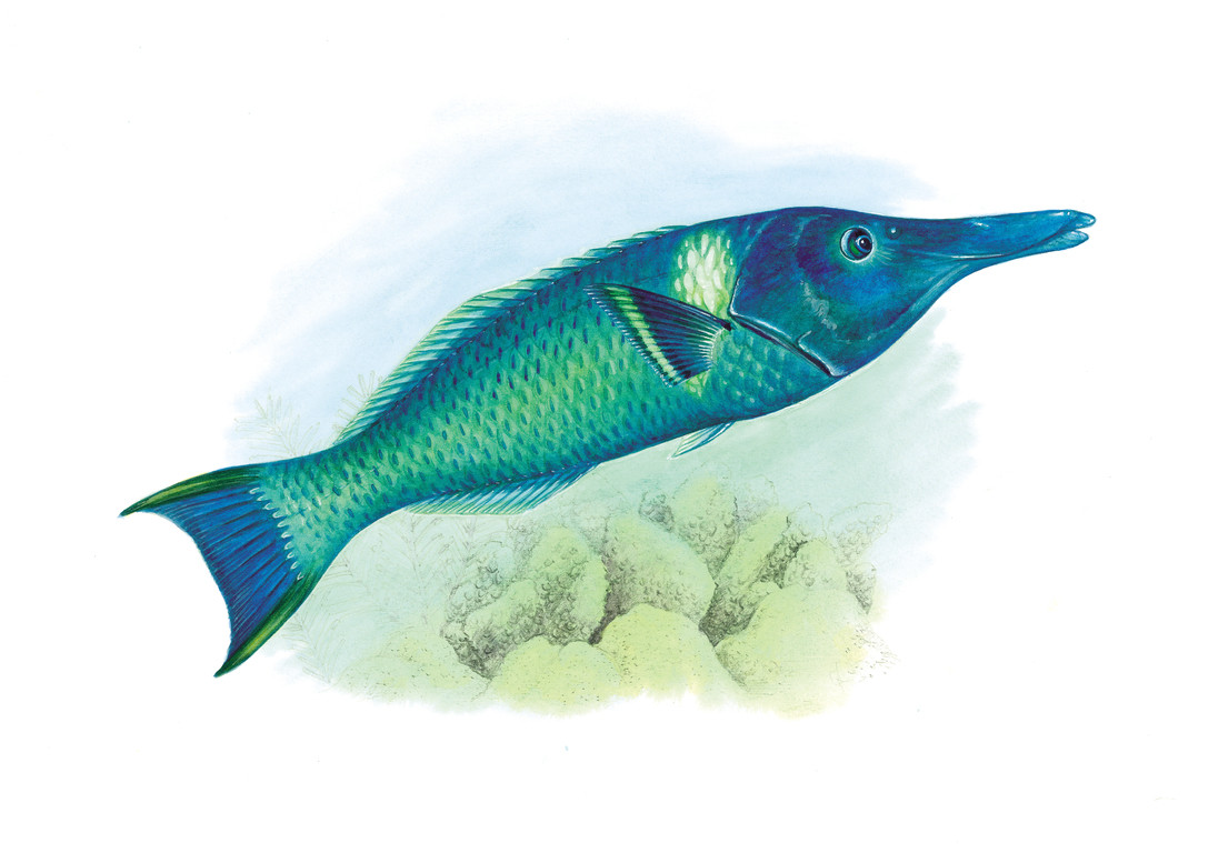 染色尖嘴魚