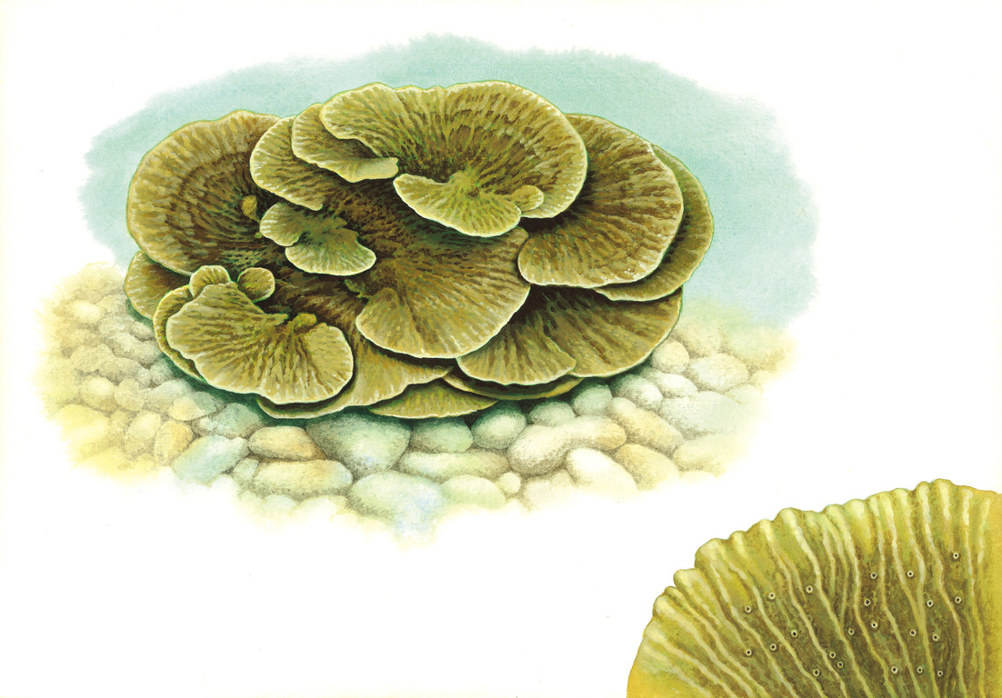 葉形表孔珊瑚