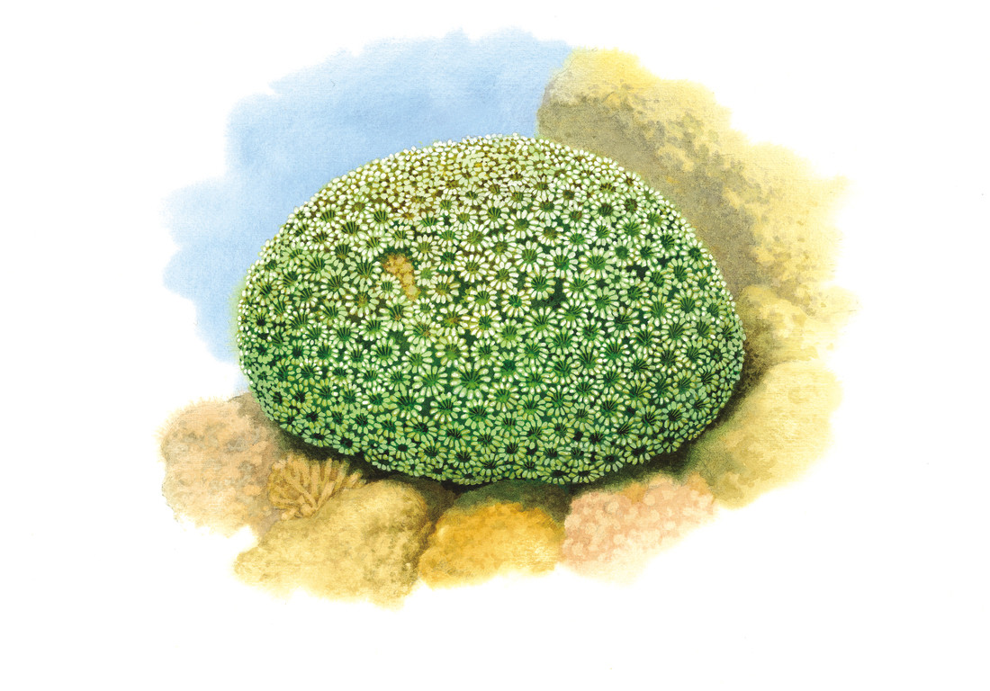 日本汽孔珊瑚