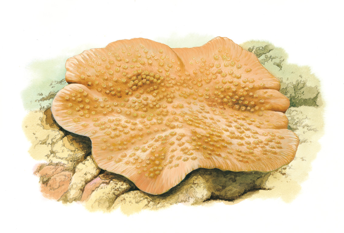 芽棘孔珊瑚