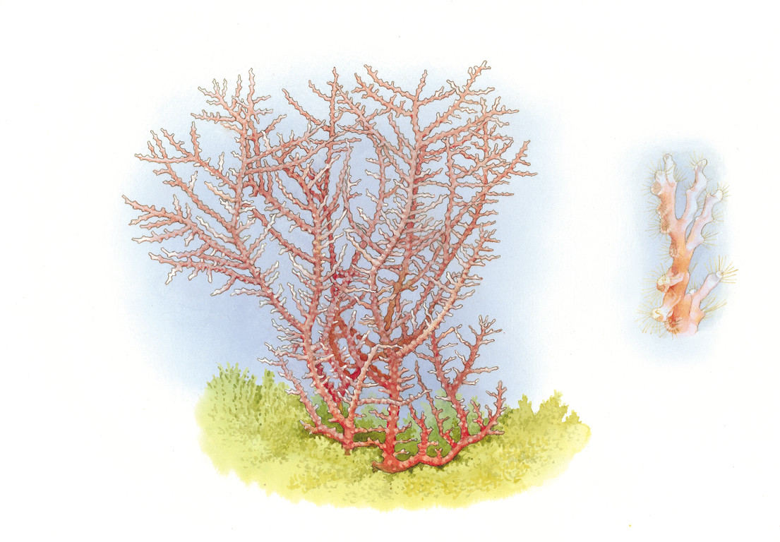 疣柱星珊瑚