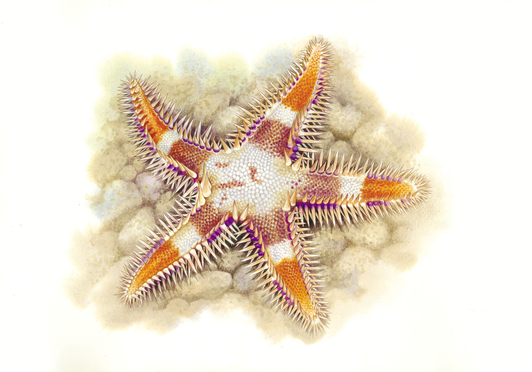 多棘槭海星