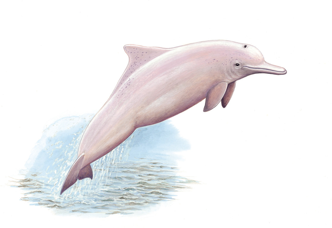 中華白海豚