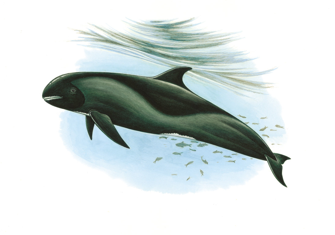 瓜頭鯨