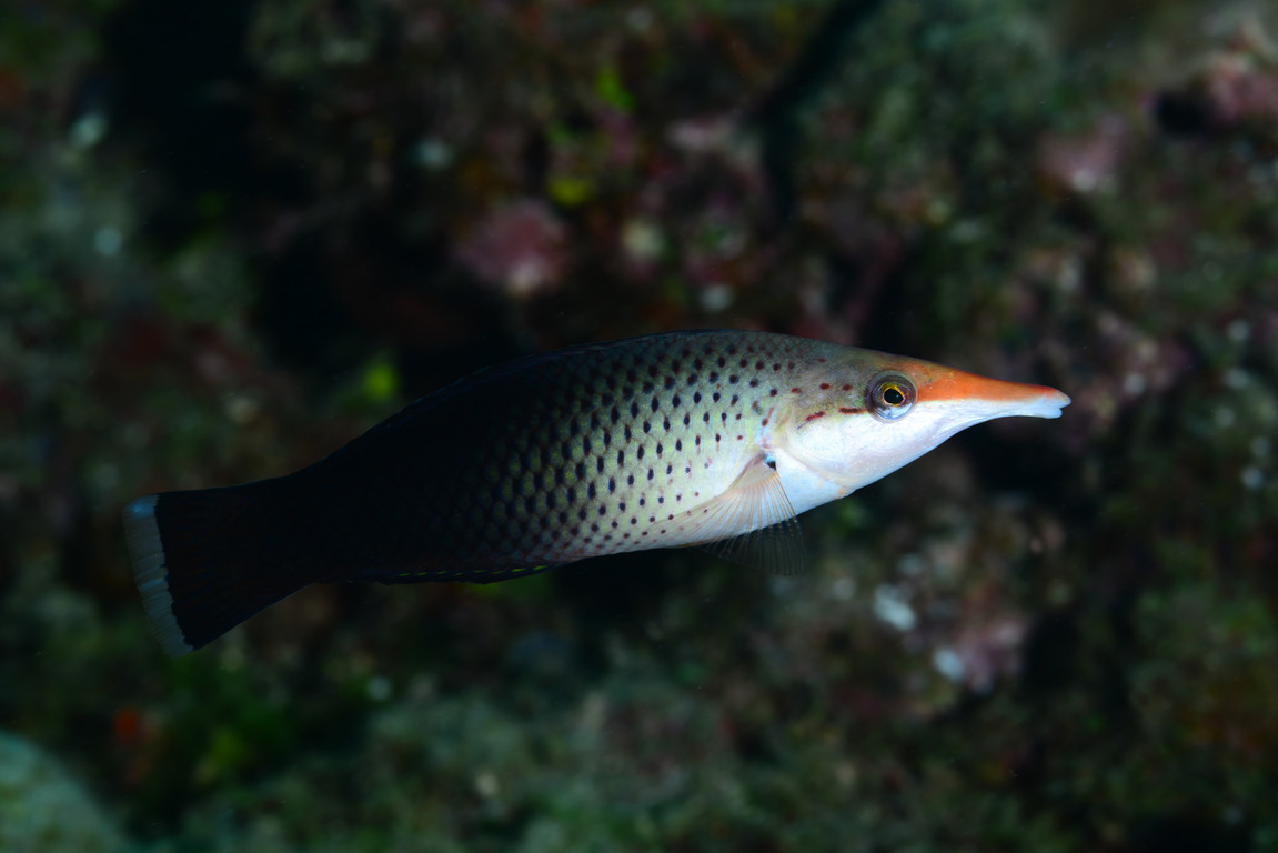 染色尖嘴魚