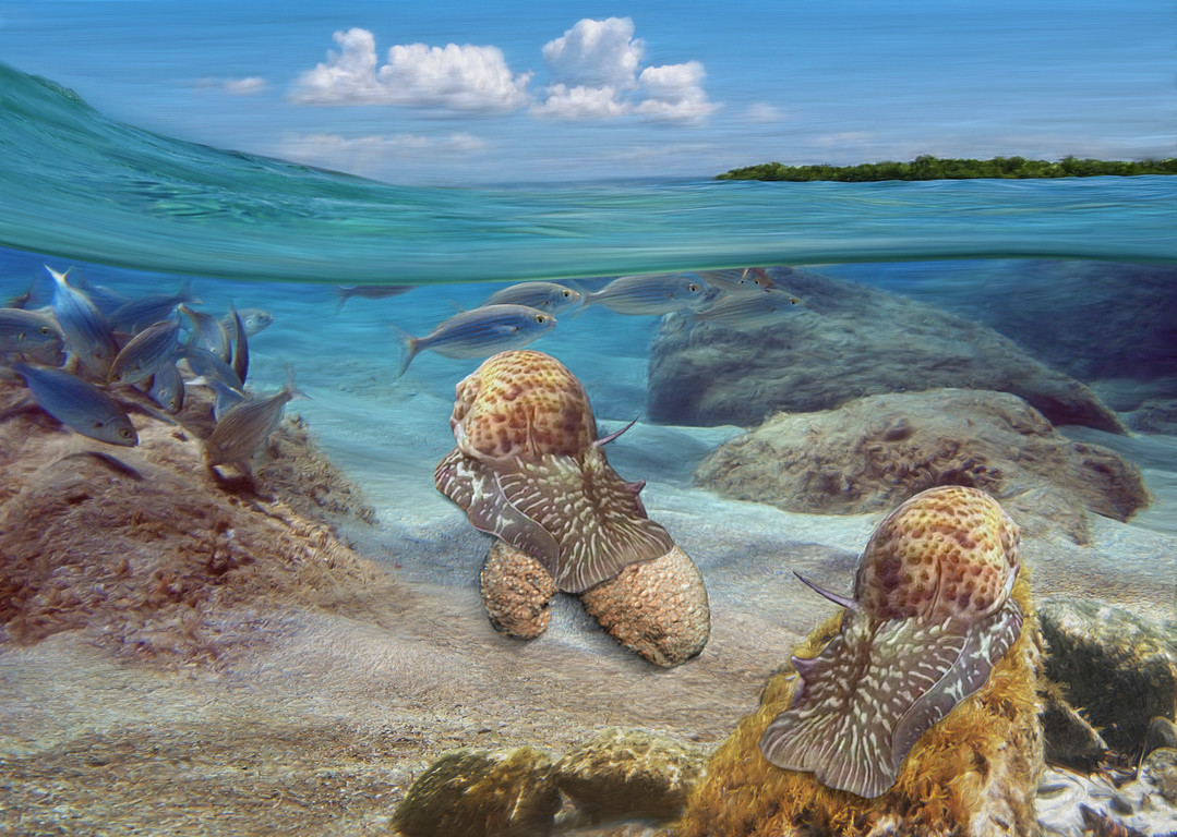 螺貝類特殊生態