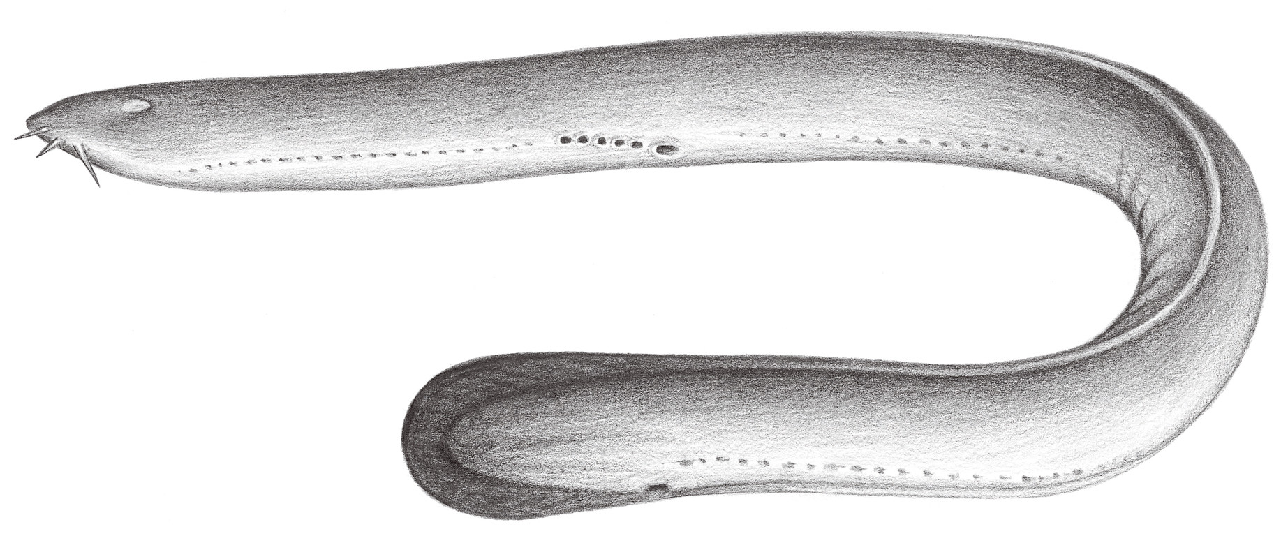 布氏粘盲鰻 Eptatretus burgeri (Birard, 1854)