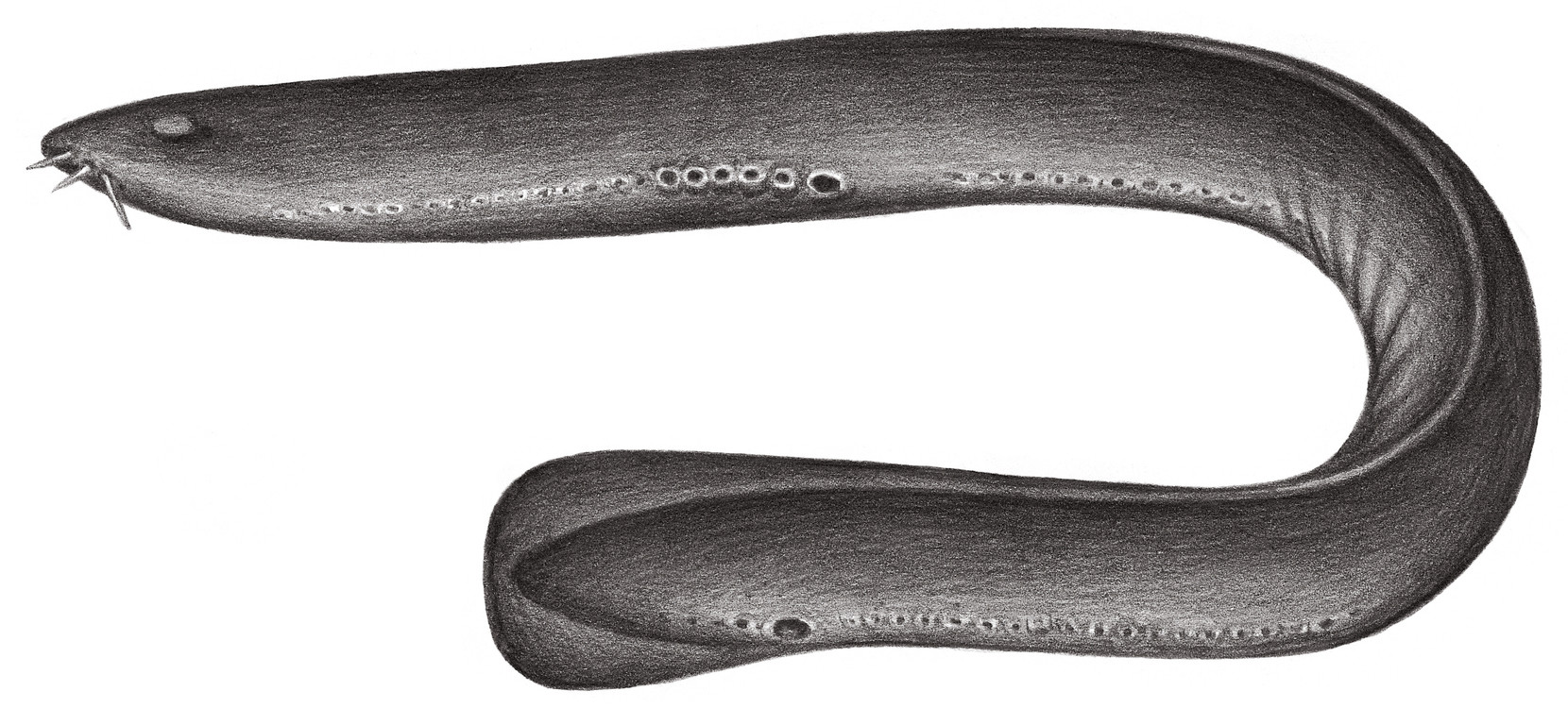 中華粘盲鰻 Eptatretus chinensis Kuo & Mok, 1994