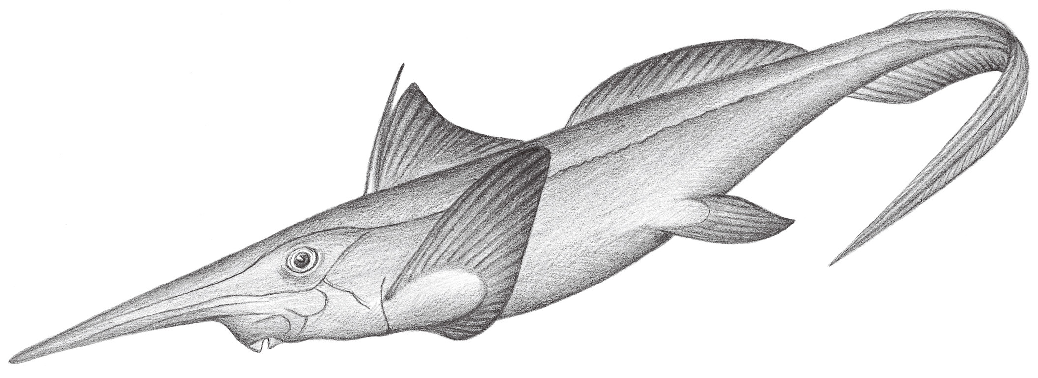 13.	太平長吻銀鮫 Rhinochimaera pacifica (Mitsukuri, 1895)